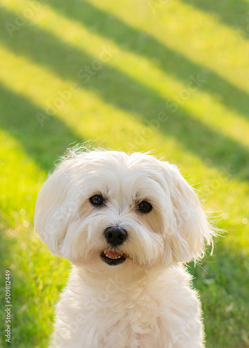 Maltese dog sits on a background of green grass with sunlight and looks into the camera . Vertical banner  with copy space.