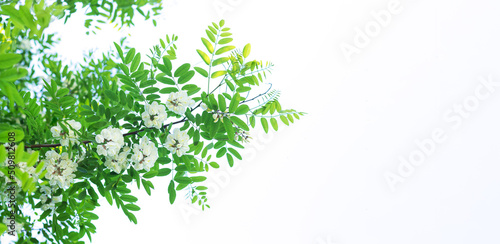 White acacia flowers with leaves isolated on white background