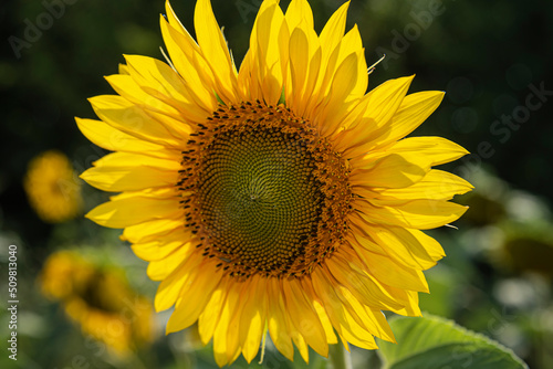 Sunflower flower on the background of the blue sky. Beautiful yellow-gold sunflower petals in the sun