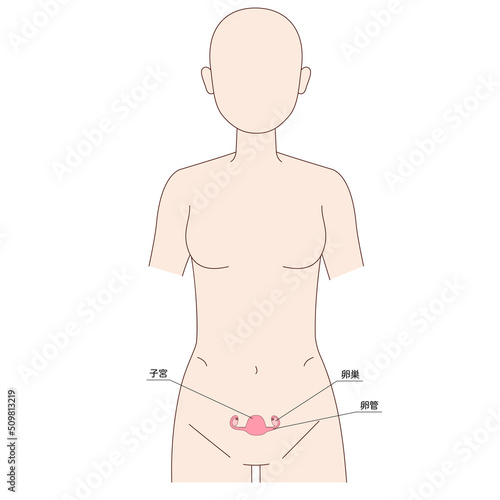 女性　人体図　子宮