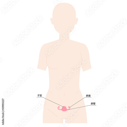 女性　人体図　子宮