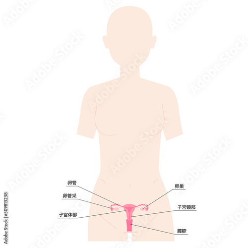 女性　人体図　子宮