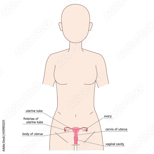 女性　人体図　子宮 photo