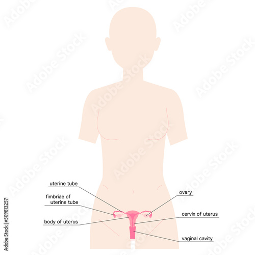 女性　人体図　子宮