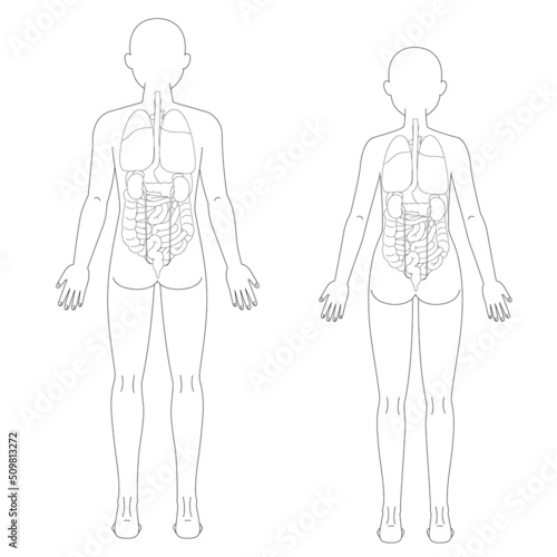 男性　女性　背面の人体図と臓器