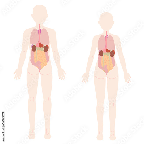 男性 女性 背面の人体図と臓器