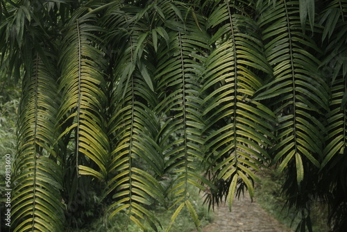 close up of green and yellow leaves