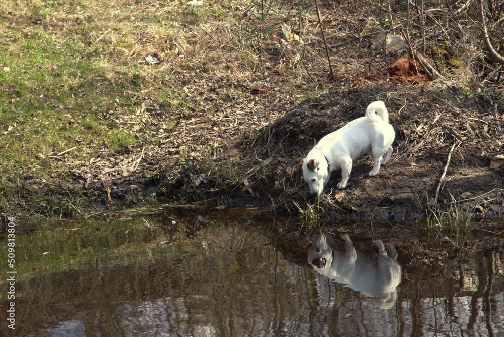 dog in the water