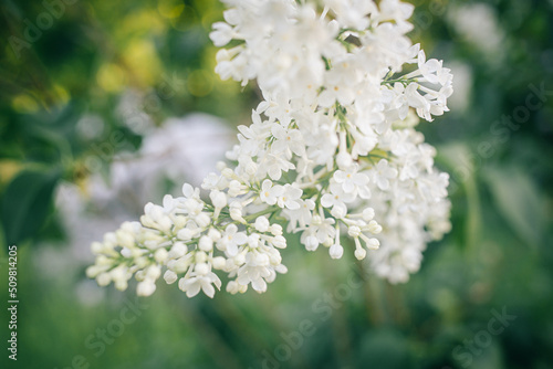 White lilac flowers. Blossoming tree in spring