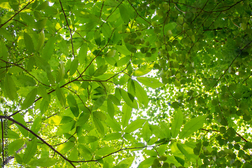Tree canopy from underneath