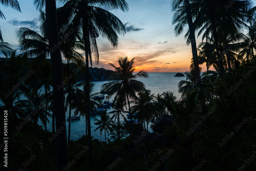 Fototapeta premium coconut trees on tropical island in summer