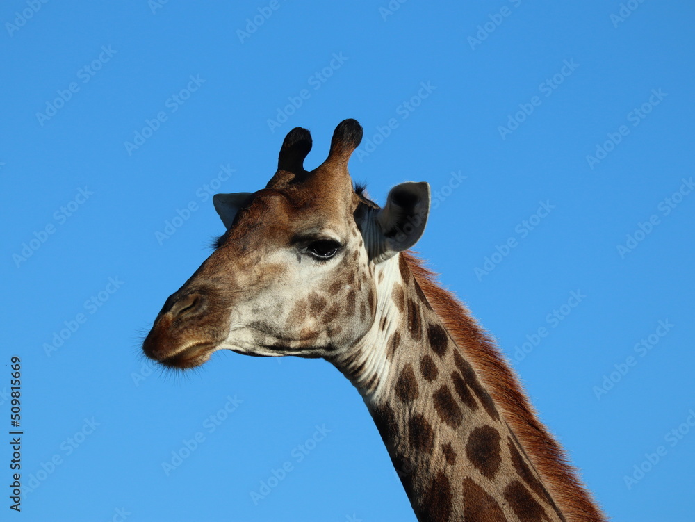 Obraz premium Blue Giraffe