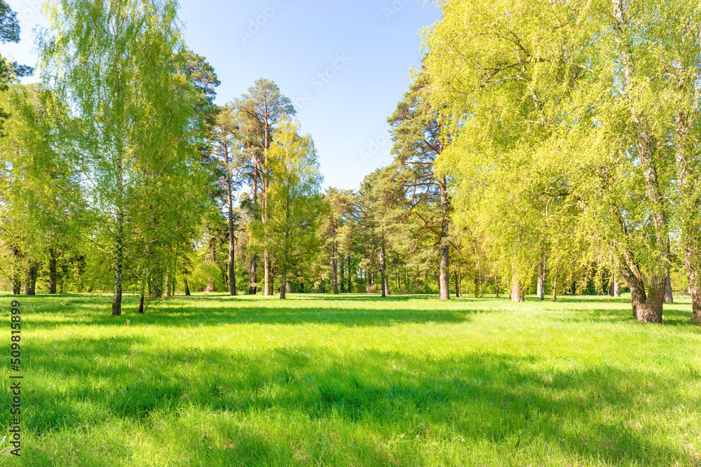 Naklejka premium Green trees in spring park forest with green leaves, green grass and blue sky