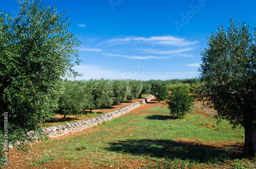 Ulivi, muretti a secco e la tipica terra rossa lungo la via Peuceta del Cammino Materano in Puglia