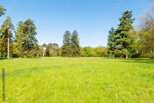 Green trees in spring park forest with green leaves  green grass and blue sky