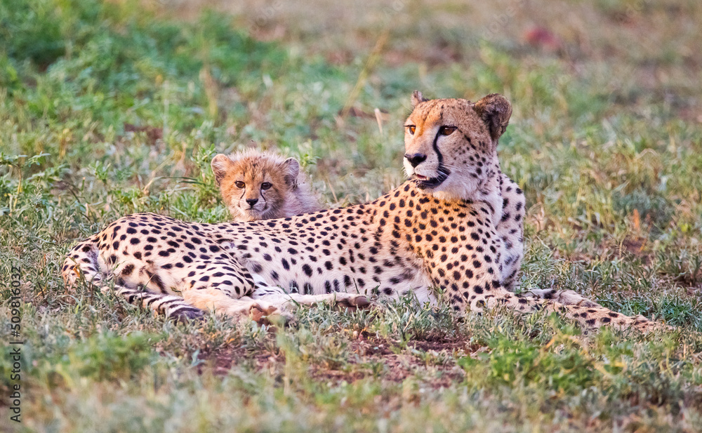 Cheetahs (Acinonyx jubatus) , one of the most favorite predators of African wildlife, are also the fastest land animals in the world. Cheetahs (Acinonyx jubatus) , one of the most favorite predators of African wildlife, are also the fastest land animals in the world.
