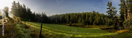 Lumi  re matinale sur une prairie bocag  re devant une for  t de pins  All  gre  Auvergne-Rh  ne-Alpes  France