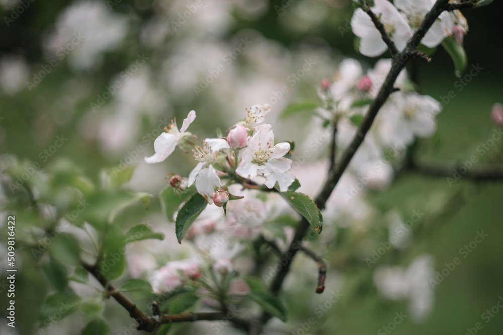 spring background with white flowers and apple leaves. Blur spring blossom background. spring background with white flowers and apple leaves. Blur spring blossom background.