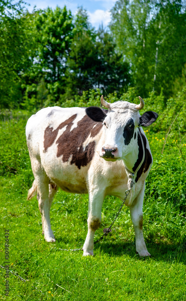 A cow is grazing in a meadow
