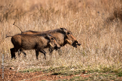 Pair of Warthogs known as Pumbaa from the Lion King movie walking freely in the Pilanesberg National Park in South Africa, an ideal place to go on safari and enjoy the African savannah.