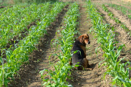 Cute farmers dog sitting  in a field of corn. bright sun