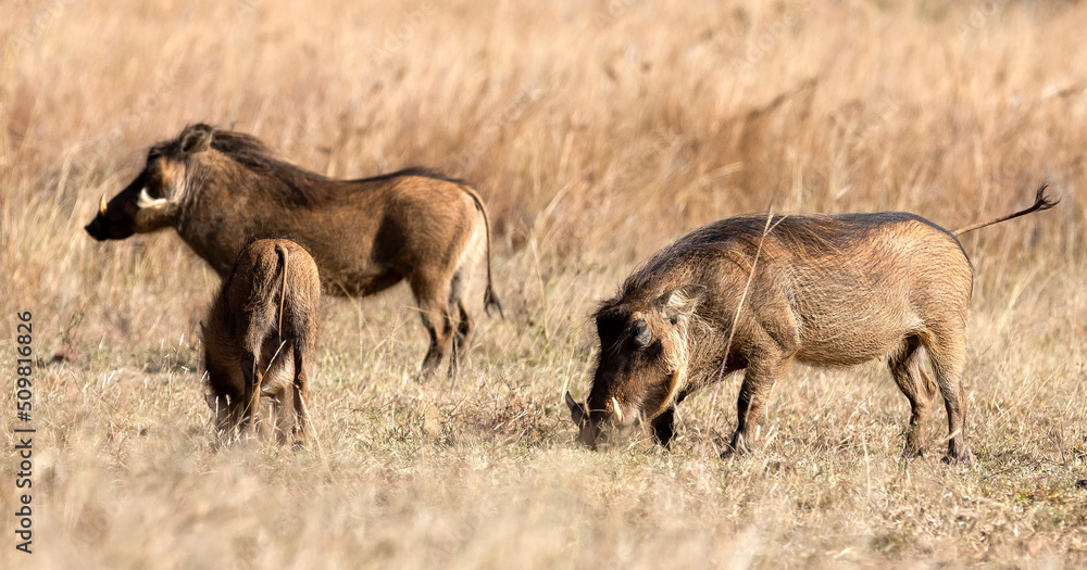 A family of warthogs also known as Pumbaa, enjoying the vegetation of the Pilanesberg National Park in South Africa, an ideal place for a safari in the African savannah. A family of warthogs also known as Pumbaa, enjoying the vegetation of the Pilanesberg National Park in South Africa, an ideal place for a safari in the African savannah.