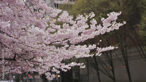 Handheld close up of delicate pink sakura flowers fully bloomed in springtime, Vancouver, British Columbia, Canada photo