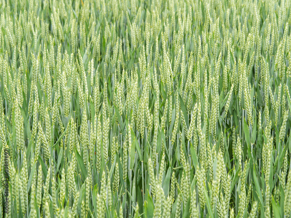 Green wheat plants in field. Agriculture. Green wheat plants in field. Agriculture.