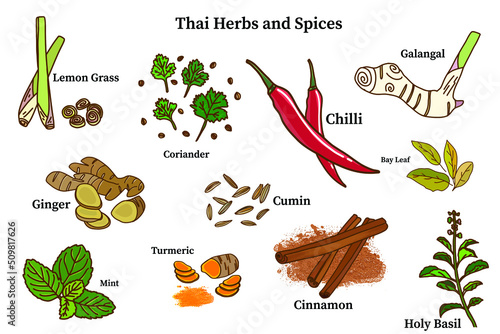 Hand drawn vector illustration of Thai herbs and spices such as mint, turmeric, chilli, cumin, bay leaf, lemon grass, cinnamon, coriander, galangal, holy basil, ginger  isolated on white background.