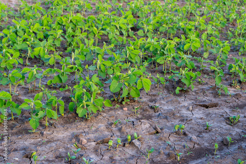 green soybeans sprout in the field