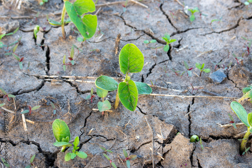 green soybeans sprout in the field