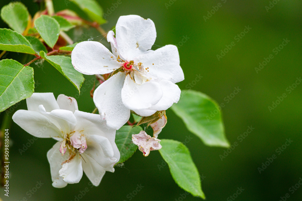 Beautiful flower close-up Beautiful flower close-up