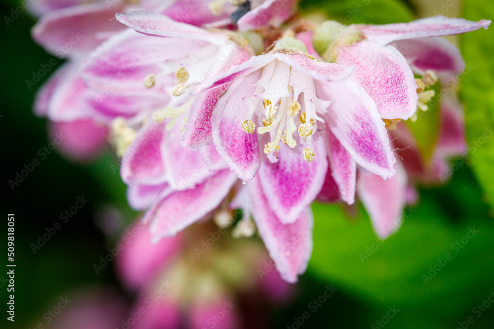 Beautiful flower close-up Beautiful flower close-up