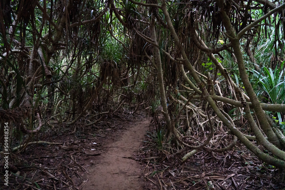 a path in the dark subtropical forest a path in the dark subtropical forest