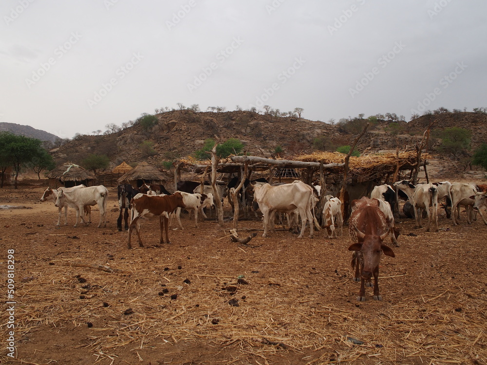 village traditionnel avec du bétail au Sahel, Afrique, Tchad