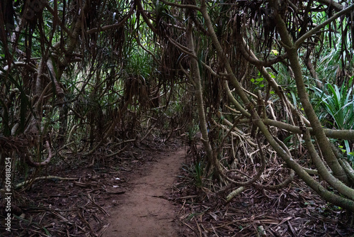 a path in the dark subtropical forest 