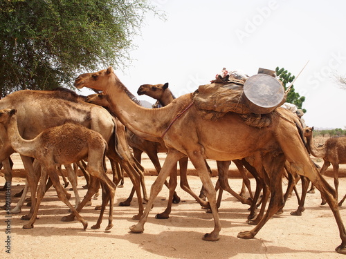 Un troupeau de chameau au Sahel photo