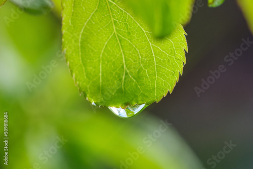 Water drop on green leaf against blurred background. Natural background. Shallow depth of field