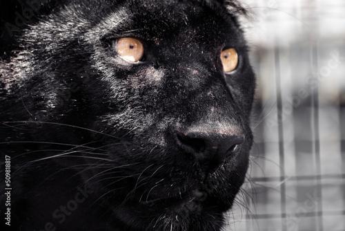 Black panther with nice shiny fur and orange eyes portrait close-up on blurred background. Wild cat head with melanistic color variant of leopard (Panthera pardus) posing