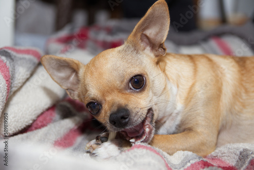 Tan Chihuahua Dog Chewing on Rawhide laying on a blanket
