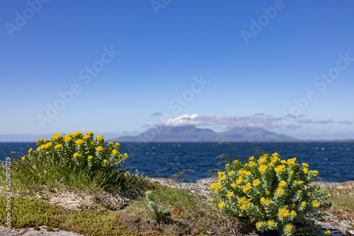 Hiking in the archipelago around Horn - Broennoey municipality - Rosenrot  ( Rhodiola rosea ), Northern Norway- Europe	 photo