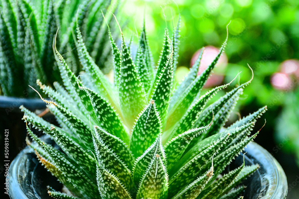 Fototapeta premium close up of a plant