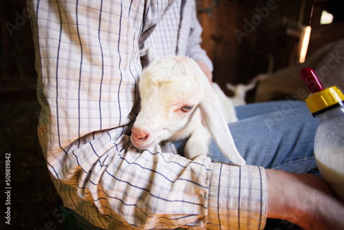 Wallpaper Mural Bottle feeding a baby goat on a small farm in Ontario, Canada. Torontodigital.ca
