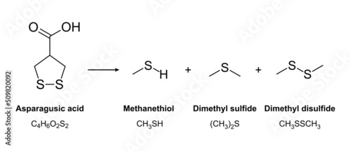 Asparagus urine and its chemical compounds. Responsible for the strong odor of the urine, after eating Asparagus officinalis, is asparagusic acid, enzymatically split into sulfur-containing compounds.