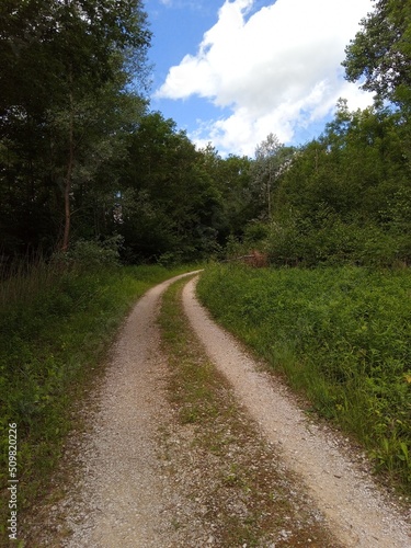 road in the forest