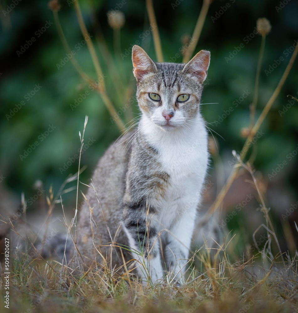 Some of the best cat photos taken over a couple of years ranging from different cat breeds. Some of the best cat photos taken over a couple of years ranging from different cat breeds.