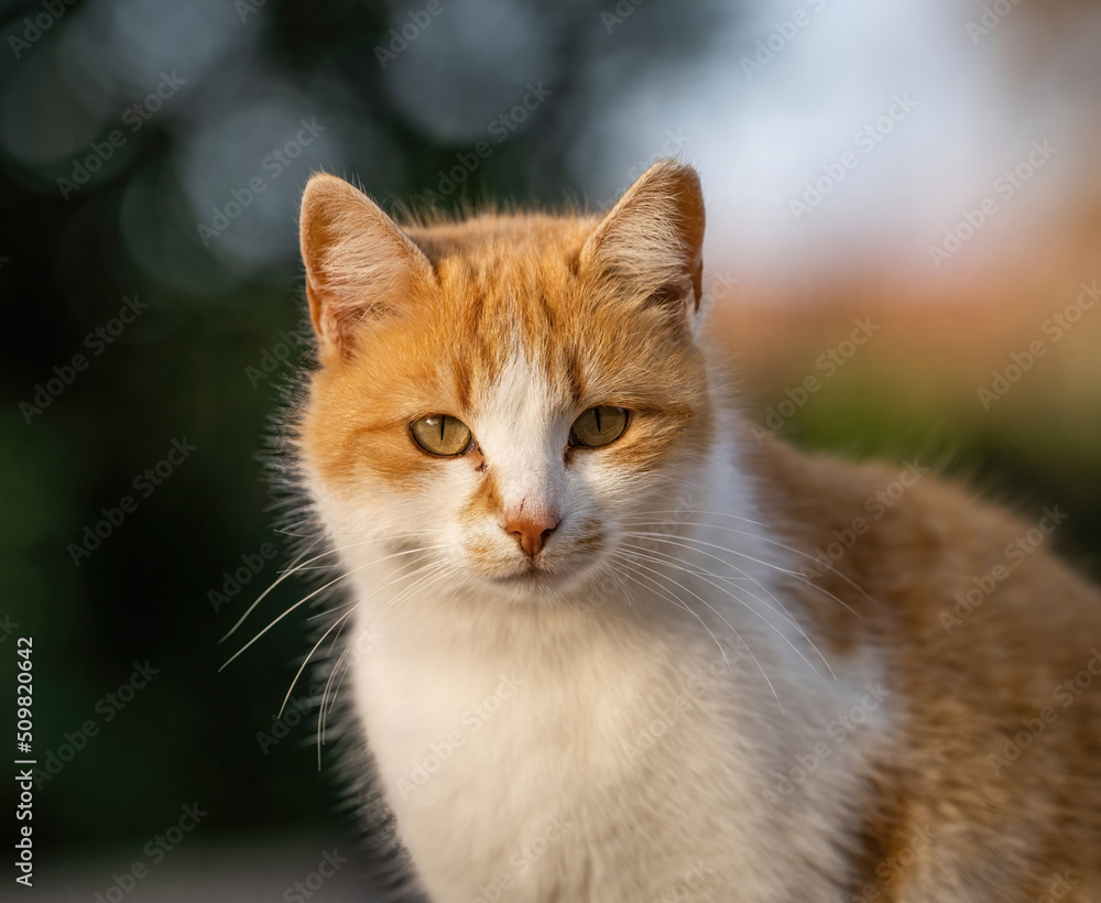 Some of the best cat photos taken over a couple of years ranging from different cat breeds. Some of the best cat photos taken over a couple of years ranging from different cat breeds.