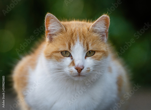 Some of the best cat photos taken over a couple of years ranging from different cat breeds. © joe