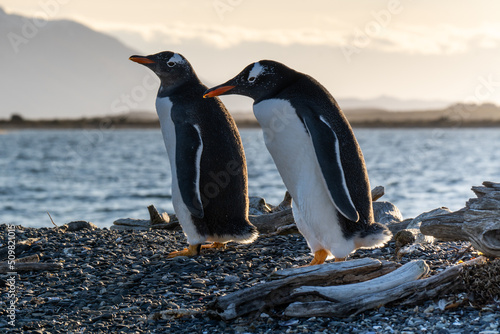 Fotografiet two black and white penguins with orange beak walking