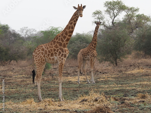 Girafes dans la savane en Afrique